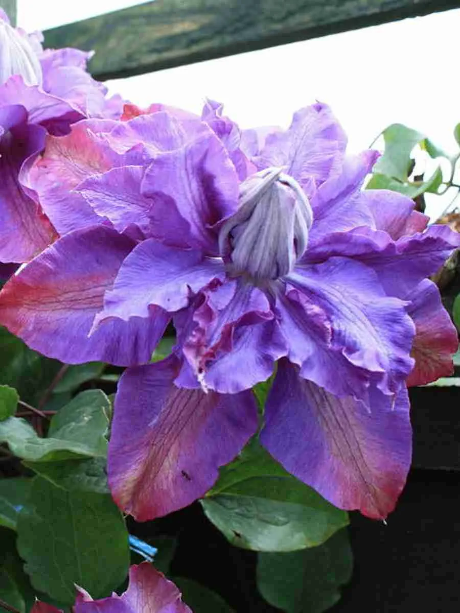 Клематис Vyvyan Pennell