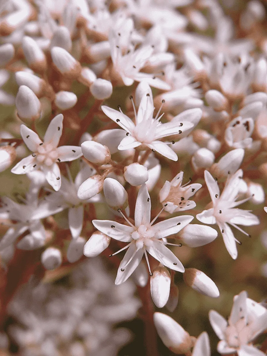 Очиток белый