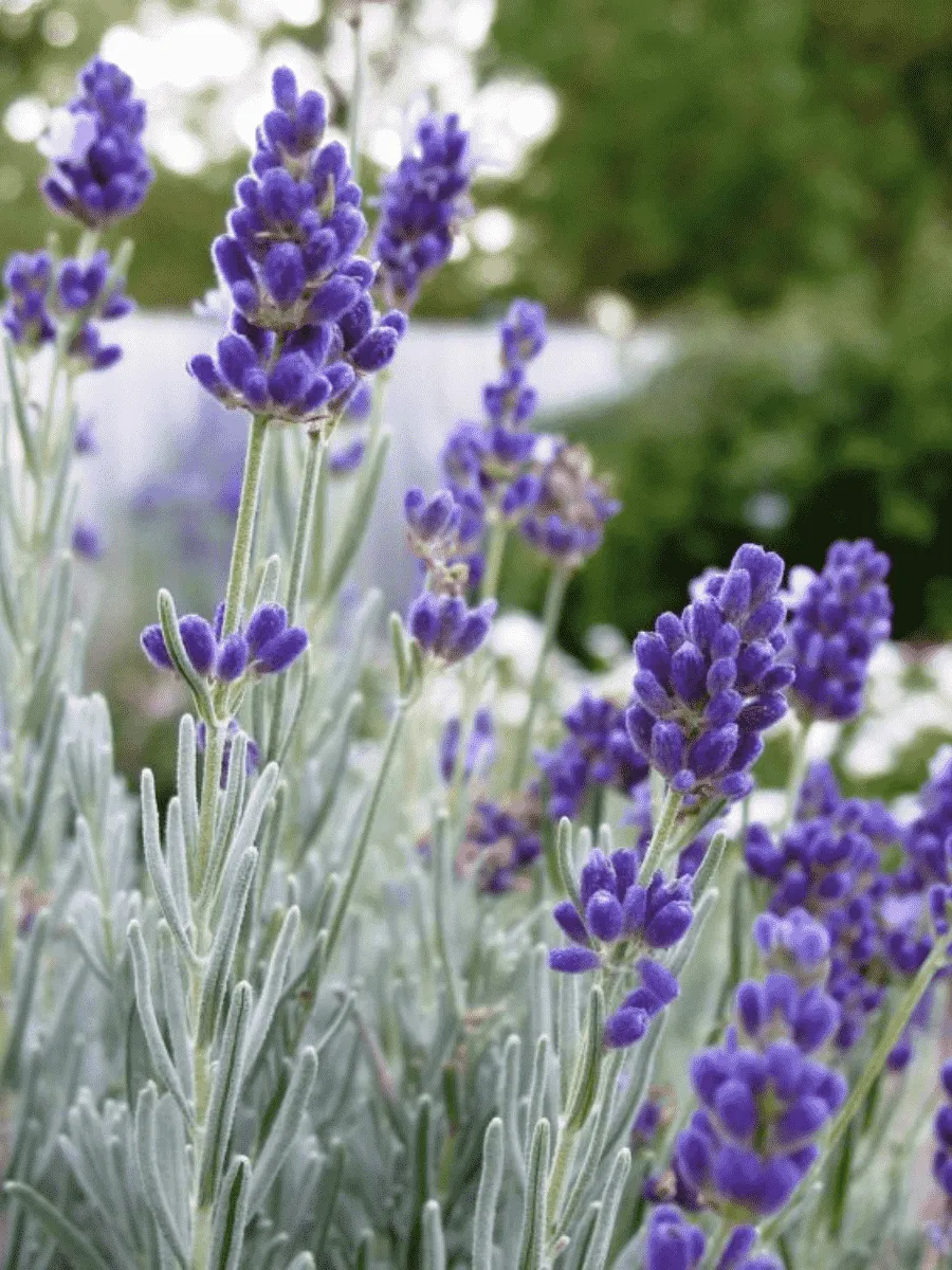 Лаванда узколистная Silver Edge Лаванда узколистная Silver Edge