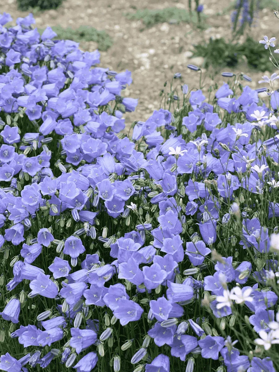 Колокольчик ложечницелистный Jingle Blue