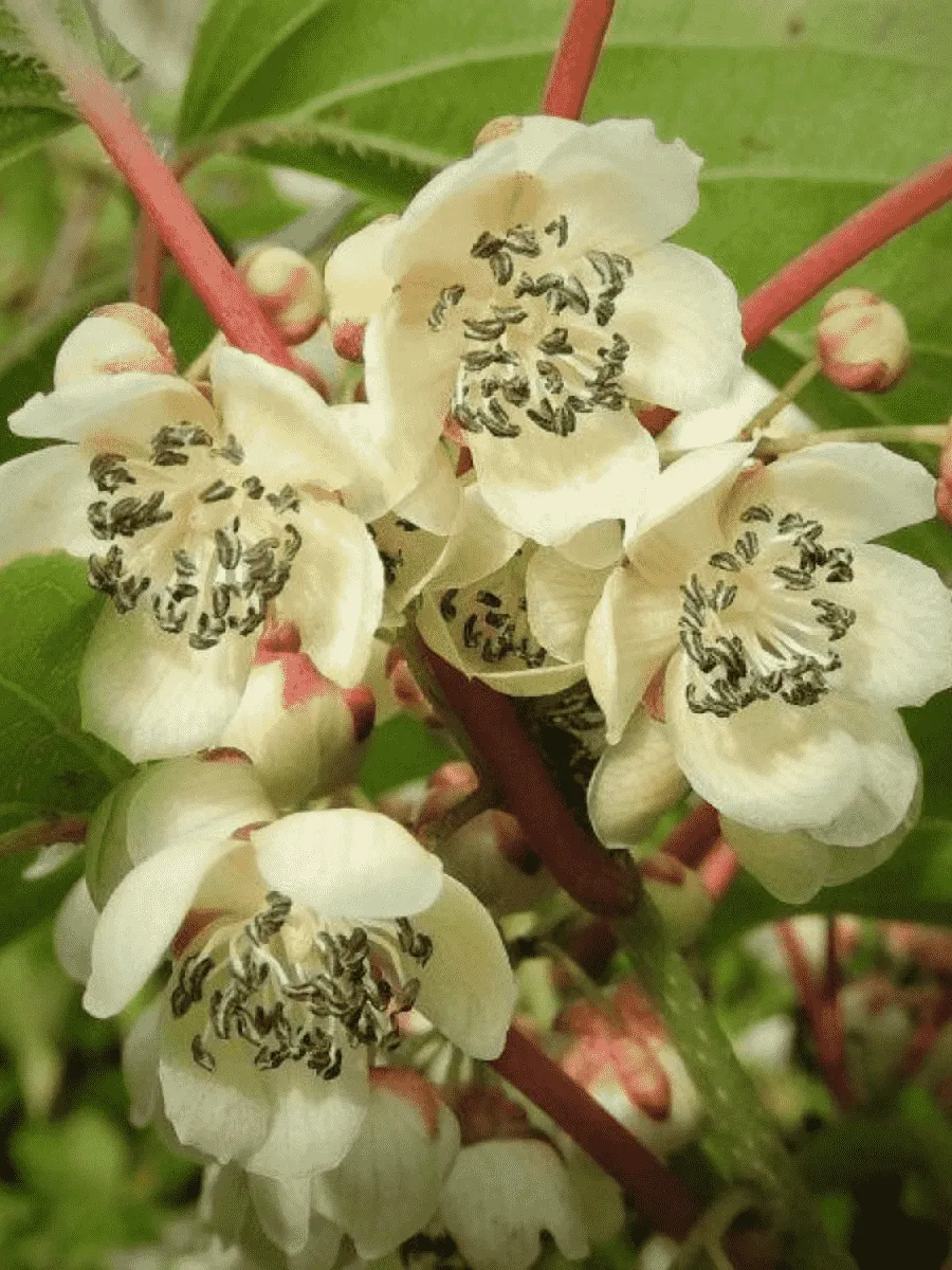 Актинидия аргута Weiki М Актинидия аргута Weiki М