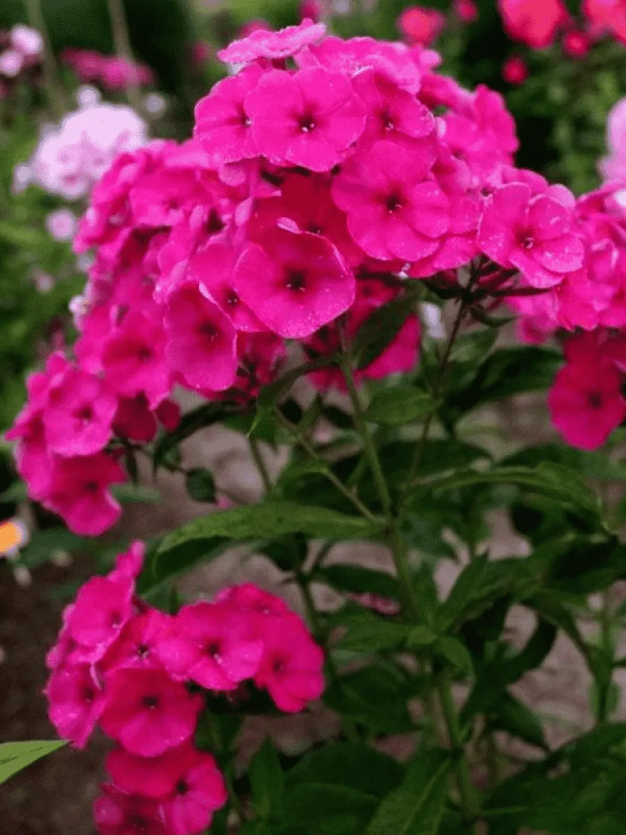 Флокс метельчатый Younique Old Cerise