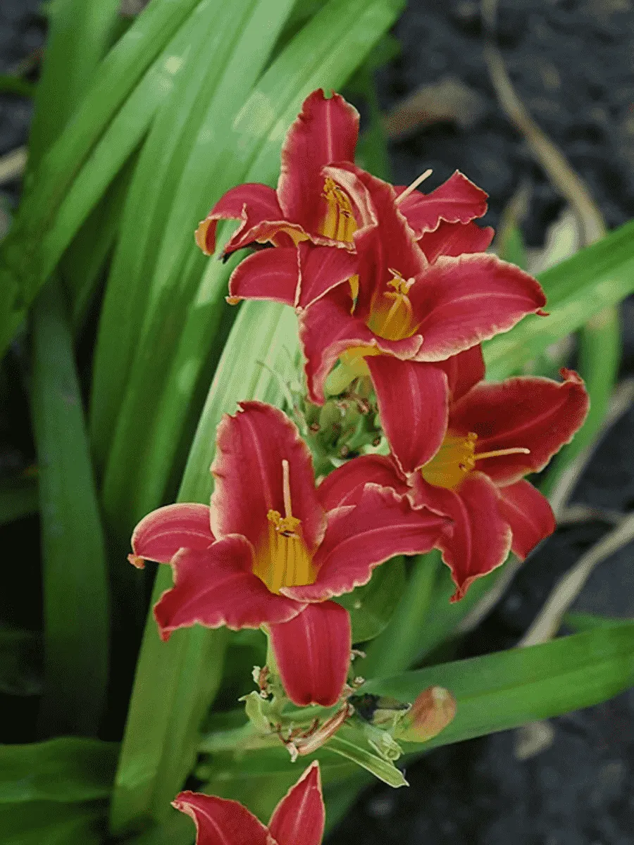 Лилейник Eenie Fanfare