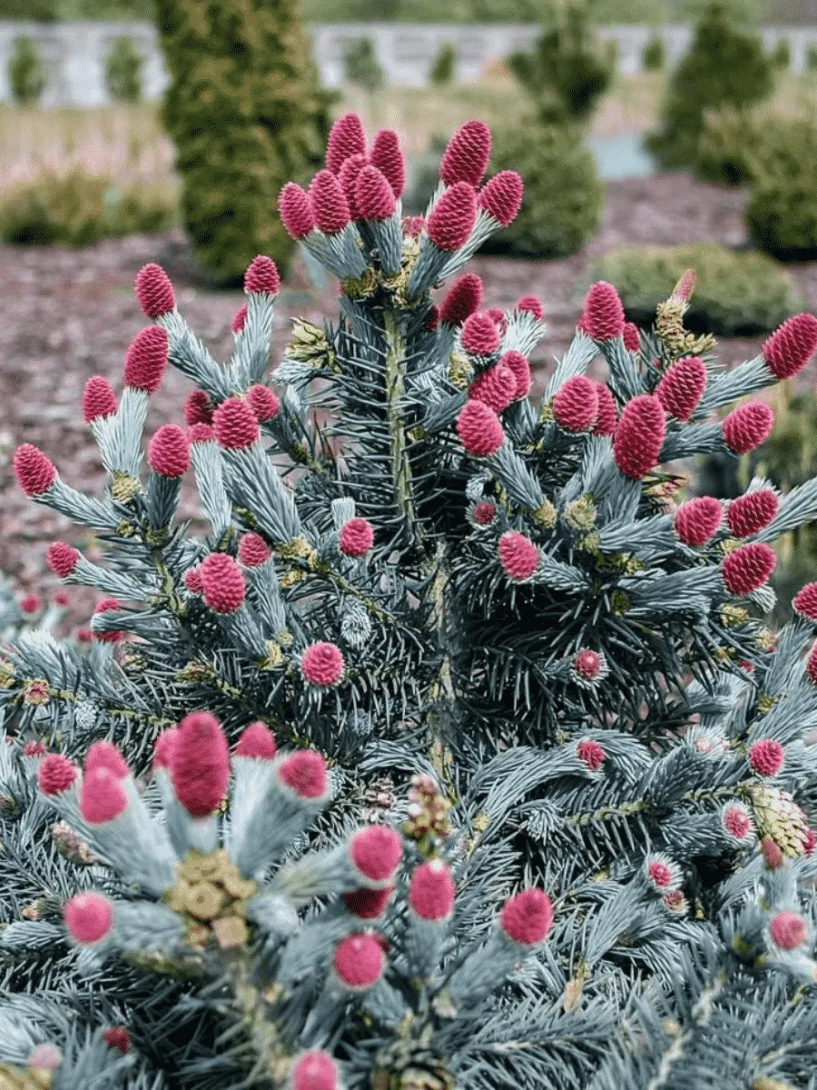 Ель колючая Hermann Naue Ель колючая Hermann Naue