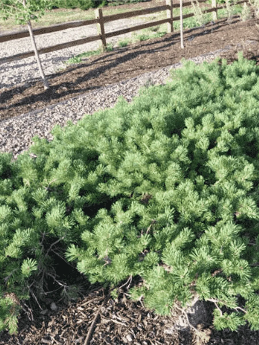 Сосна обыкновенная Hilside Creeper Сосна обыкновенная Hilside Creeper