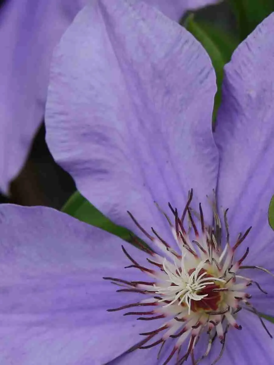 Клематис гибридный Laura