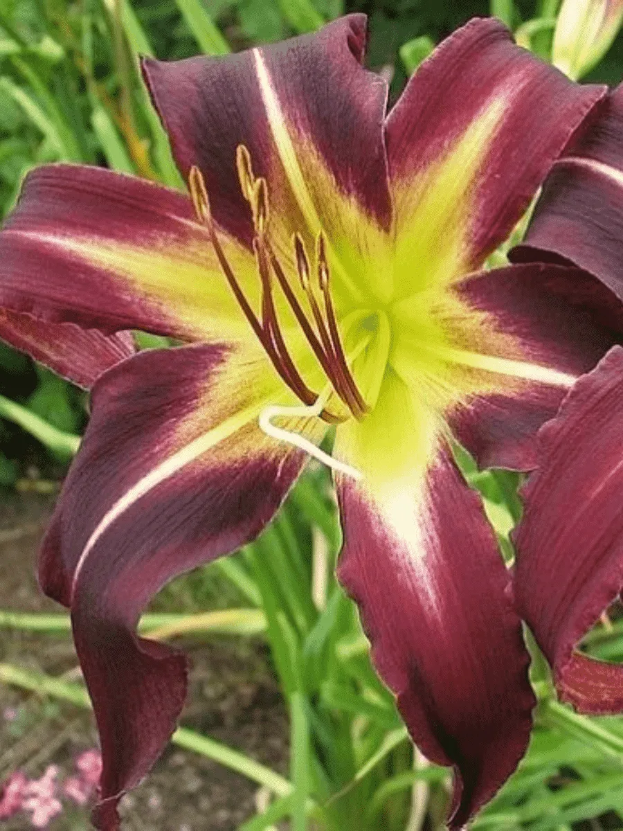 Лилейник Mike Reed