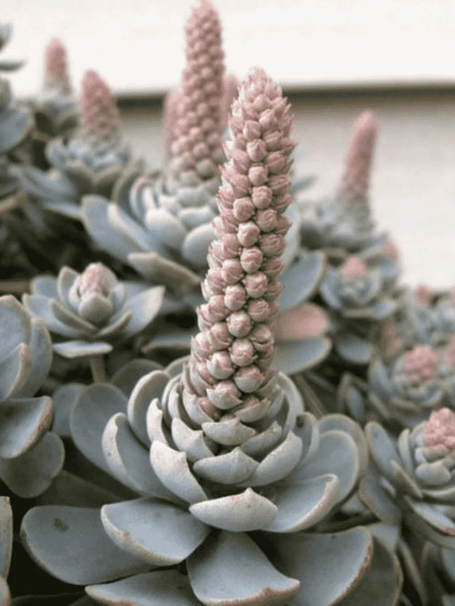 Горноколосник Chinese Hat