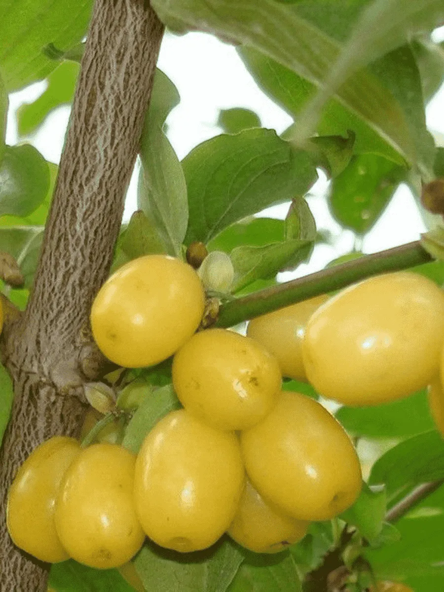 Кизил Плодовый Янтарный