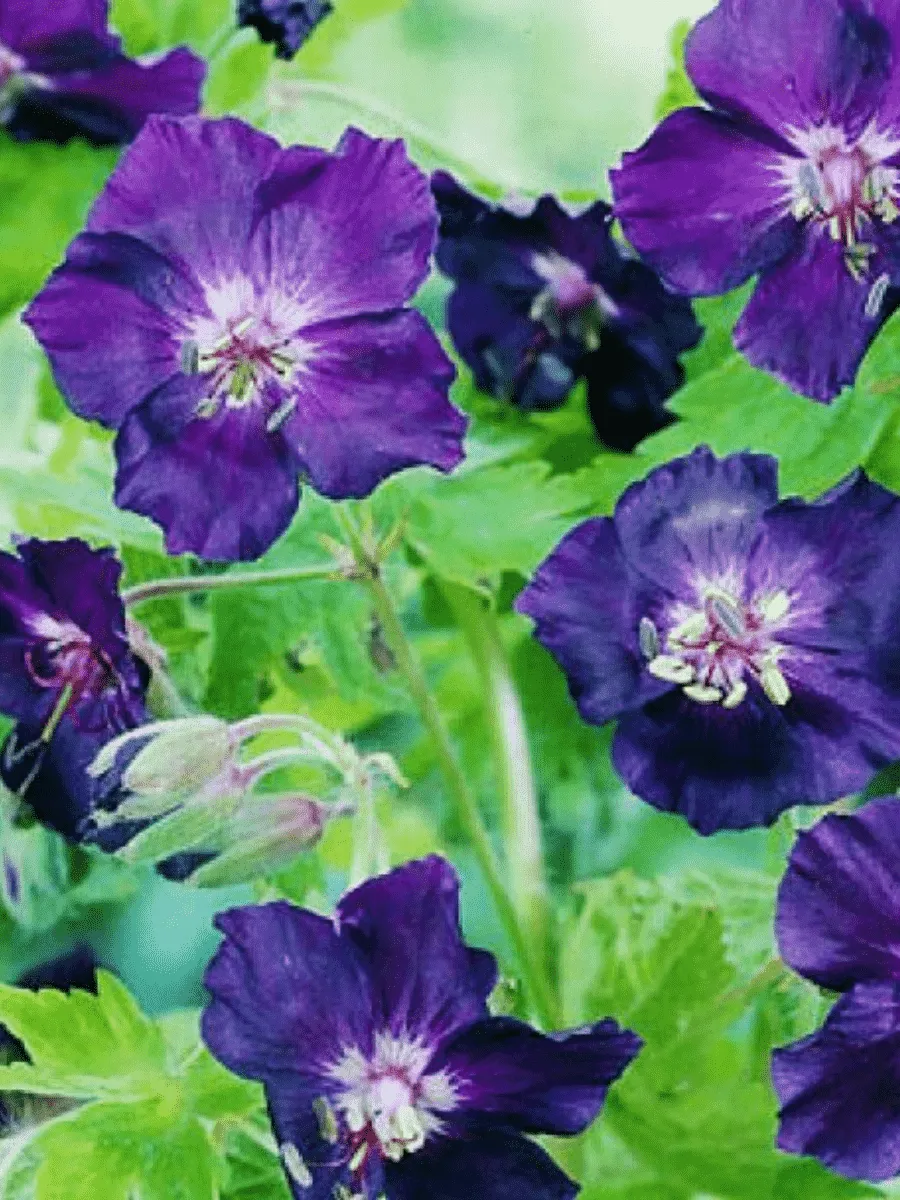 Герань темная Raven