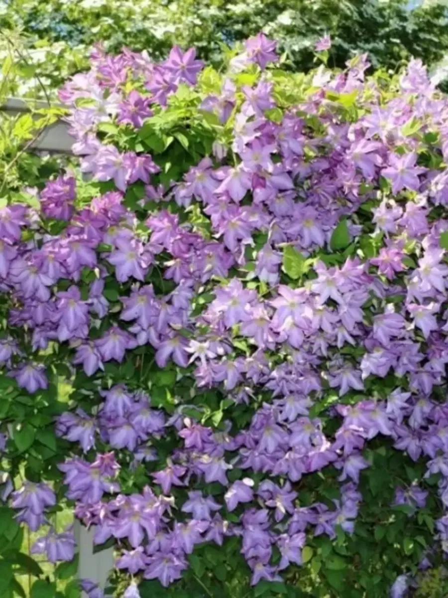 Клематис Solina