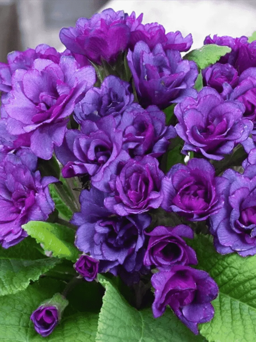 Примула махровая Purple Storm