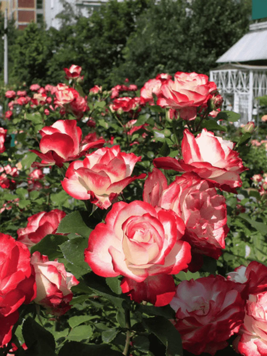 Роза Флорибунда Jubile du Prince de Monaco