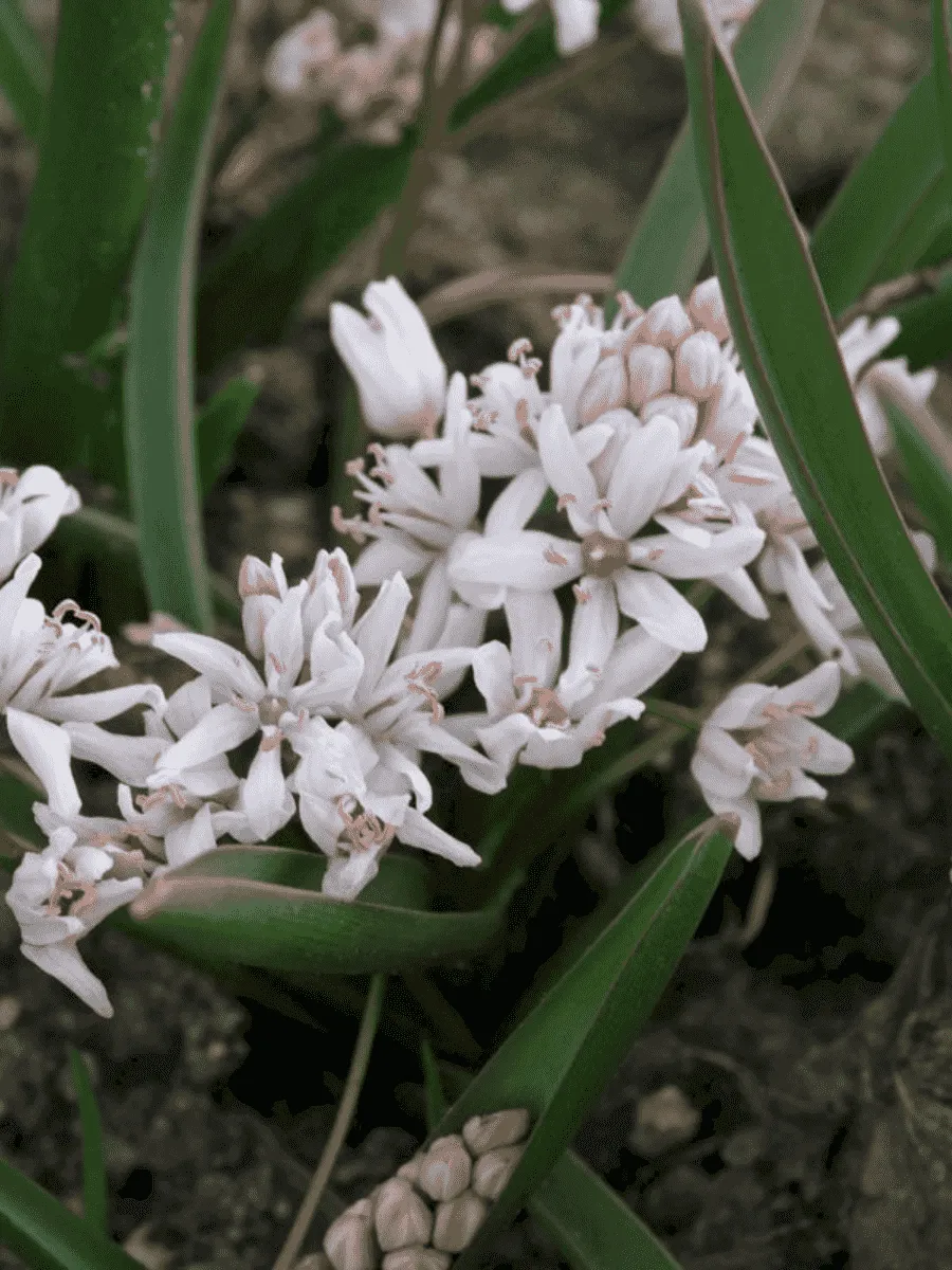 Сцилла двулистная Rosea Сцилла двулистная Rosea