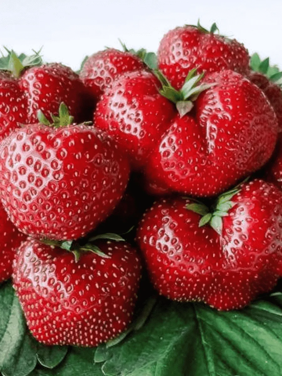 Земляника садовая Фейерверк