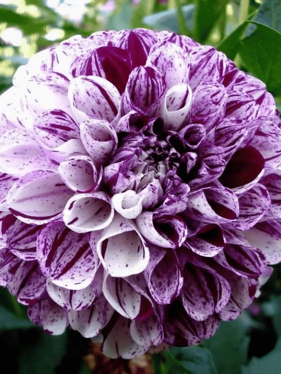 Георгина Marble Ball