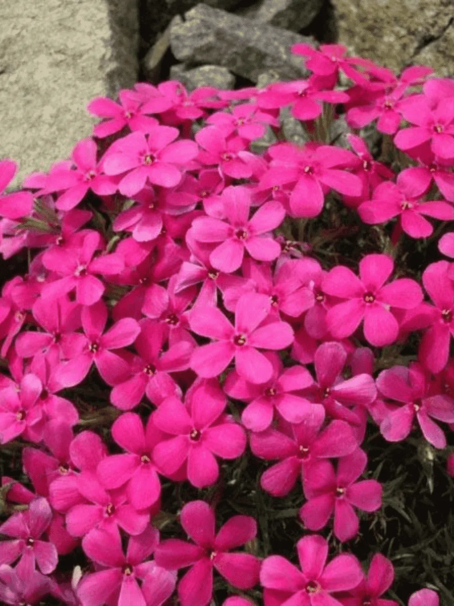 Флокс дугласа CrackerJack