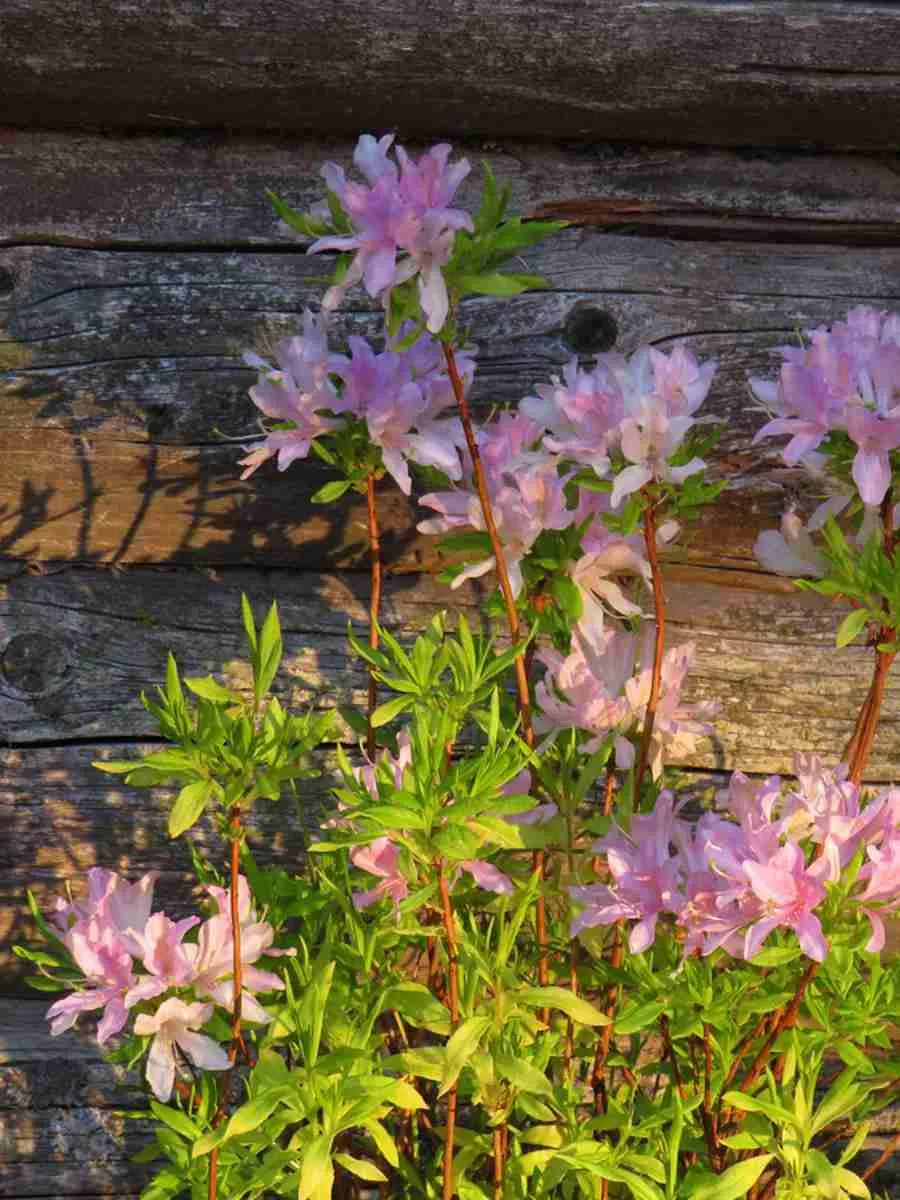 Азалия Western Lights