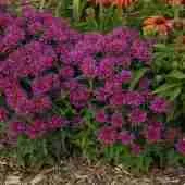 Монарда двойчатая Balmy Purple Монарда двойчатая Balmy Purple