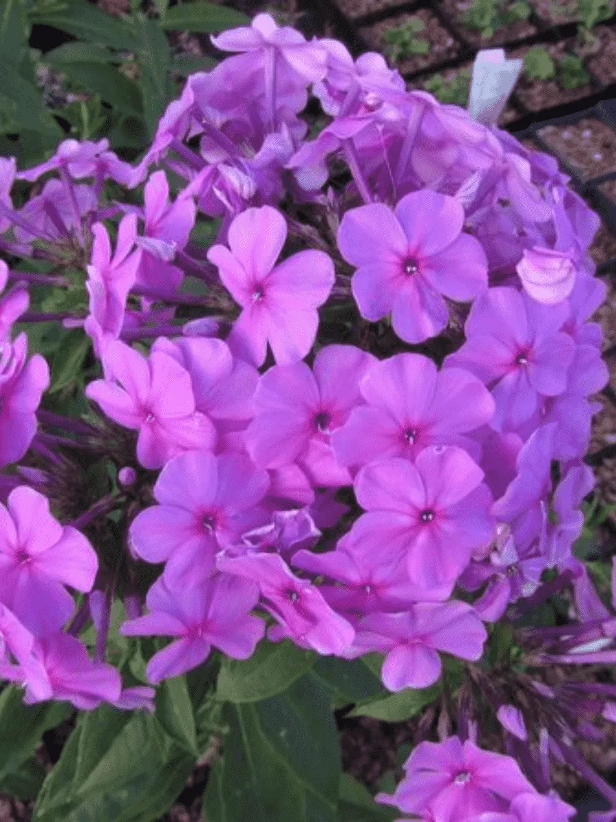 Флокс метельчатый Princess Sturdza