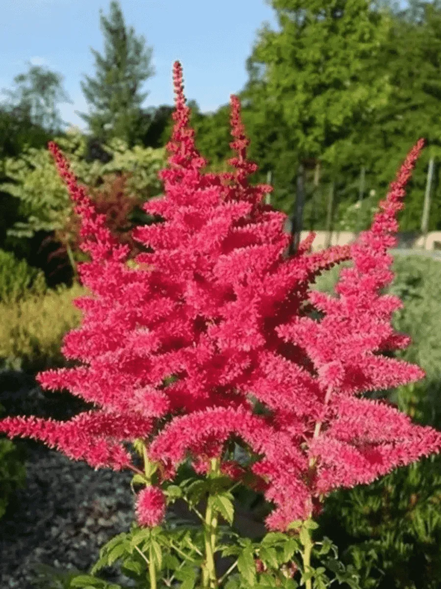 Астильба гибридная Younique Ruby Red Астильба гибридная Younique Ruby Red