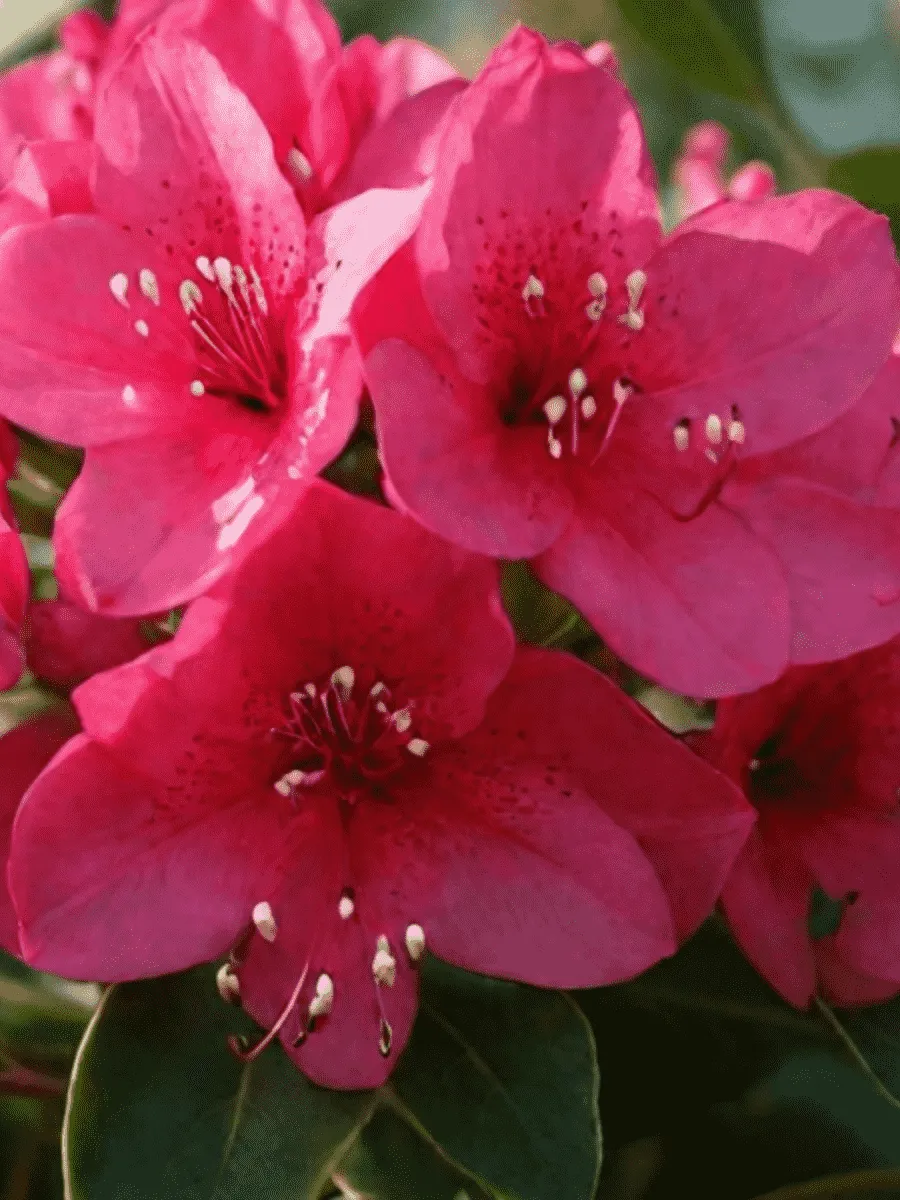 Рододендрон гибридный Dotella