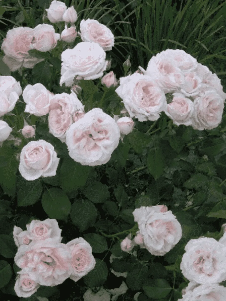 Роза Английская кустовая  Claire Rose