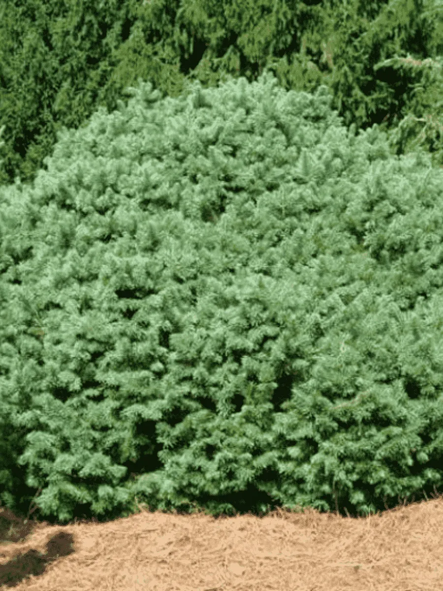 Пихта субальпийская Green Globe