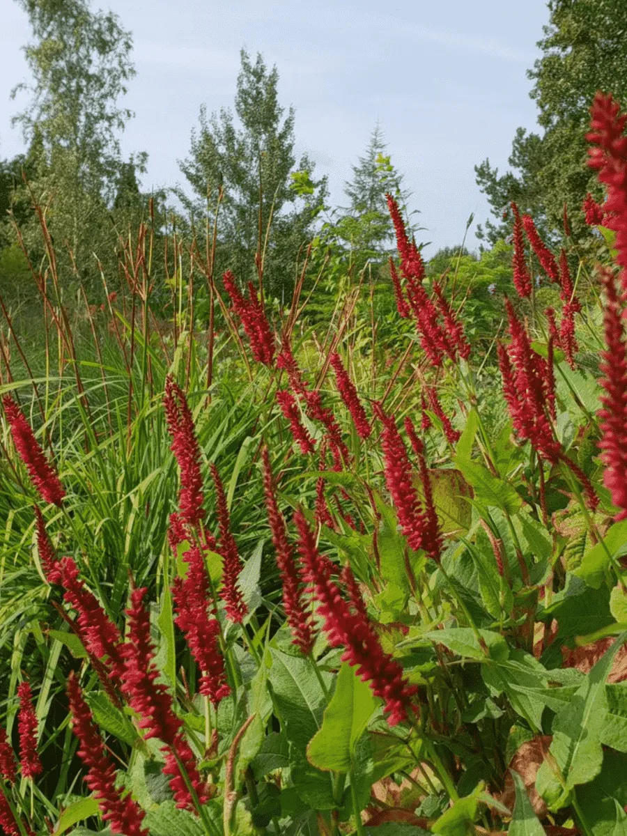 Горец свечевидный Speciosa Горец свечевидный Speciosa