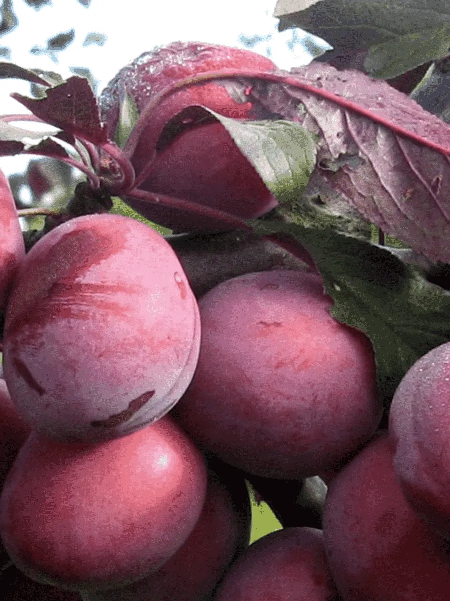 Алыча гибридная Лама Алыча гибридная Лама