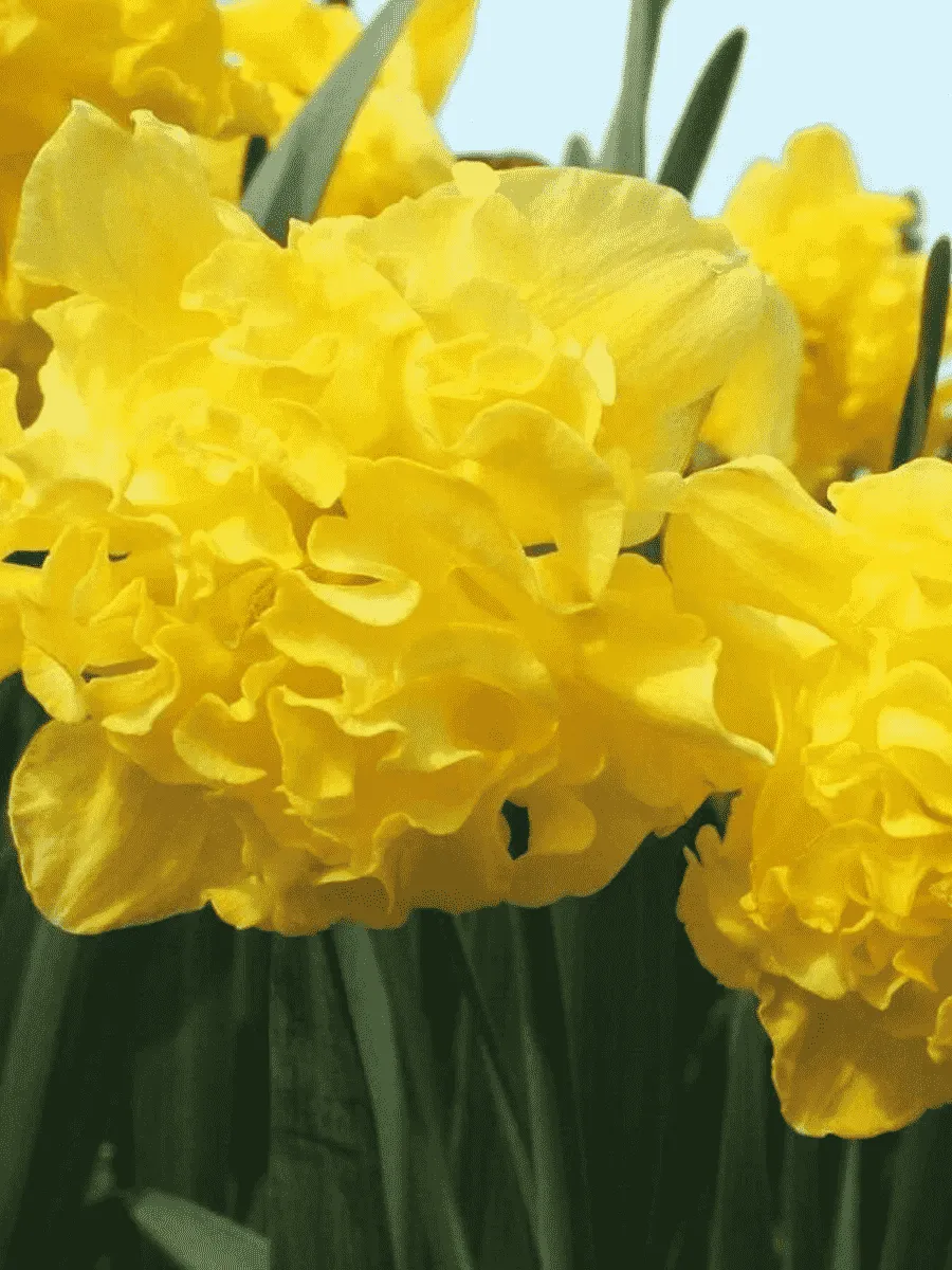 Нарцисс Flyer