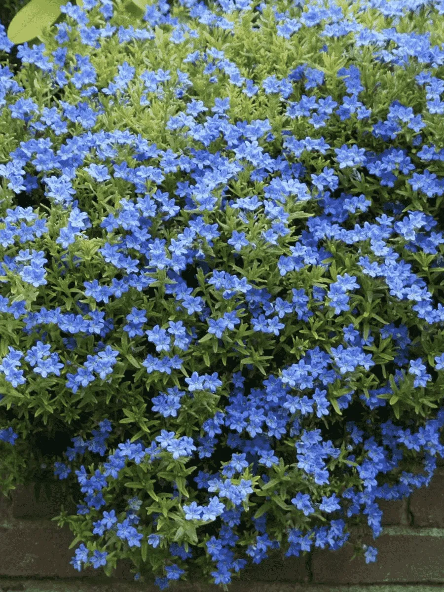 Литодора раскидистая Heavenly blue