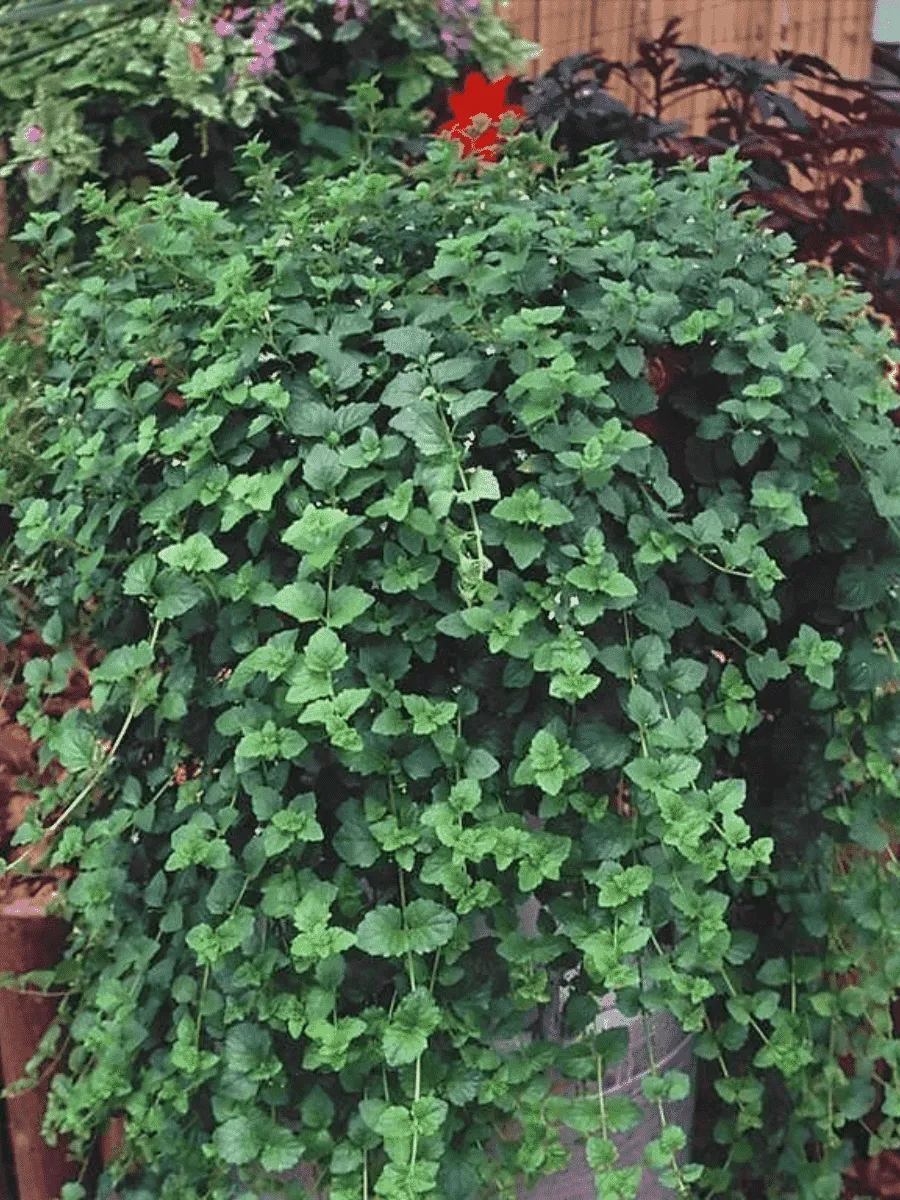 Чабер дугласа 'Indian Mint' Чабер дугласа 'Indian Mint'