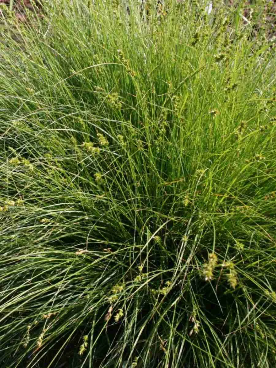 Осока гладконосая Осока гладконосая