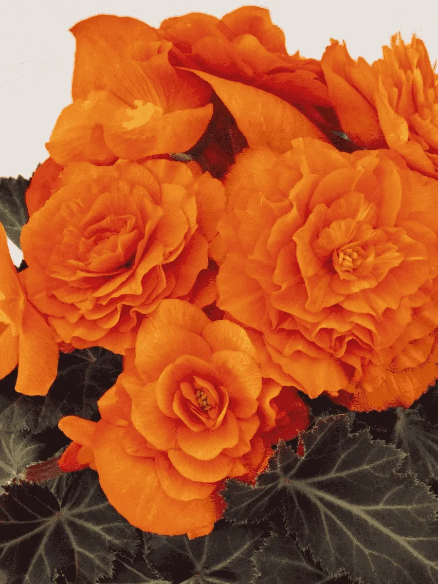 Бегония клубневая GO! Early bright orange Бегония клубневая GO! Early bright orange