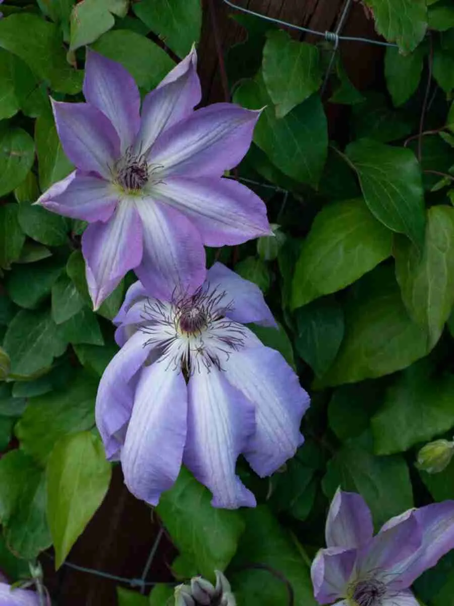 Клематис Serafina