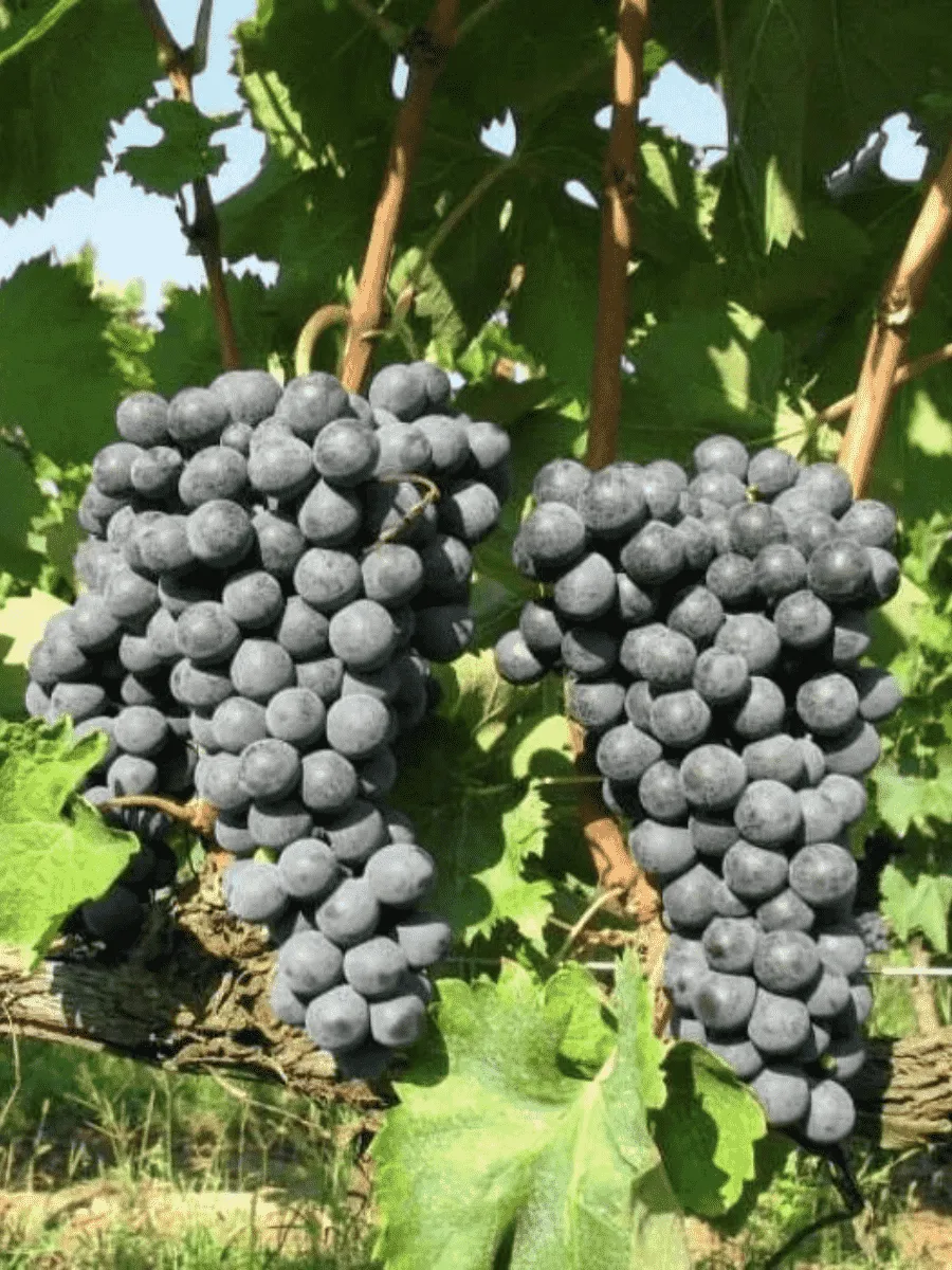 Виноград культурный Рондо Виноград культурный Рондо