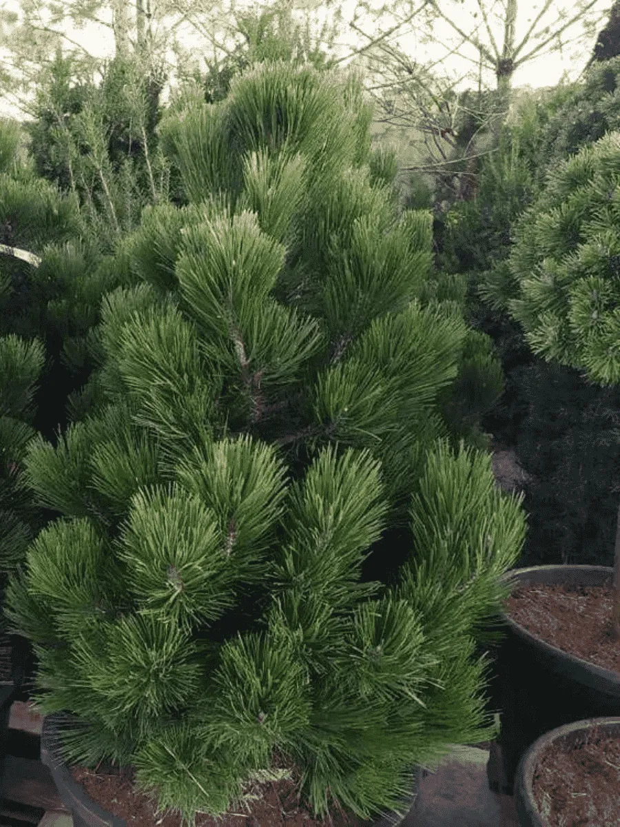 Сосна Гельдрейха Malinki Сосна Гельдрейха Malinki