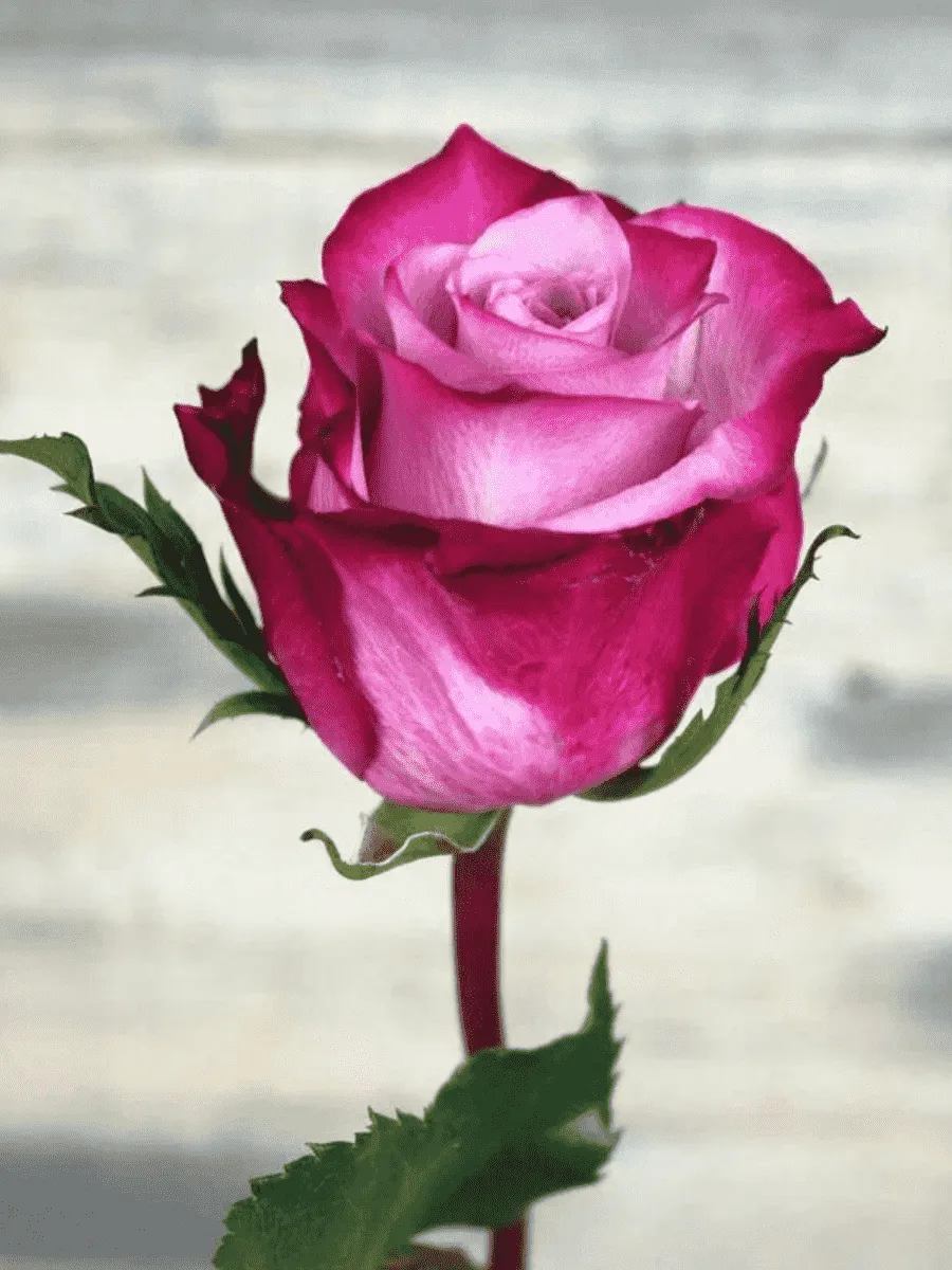 Роза чайно-гибридная Deep purple