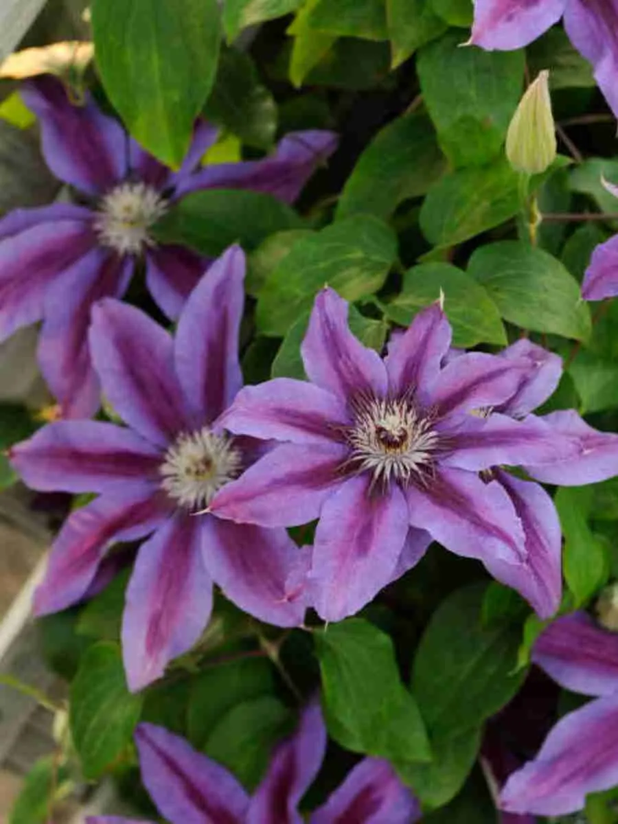 Клематис гибридный Fireworks