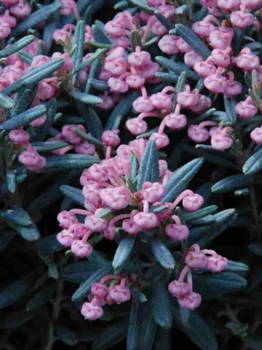 Андромеда многолистная Blue Ice