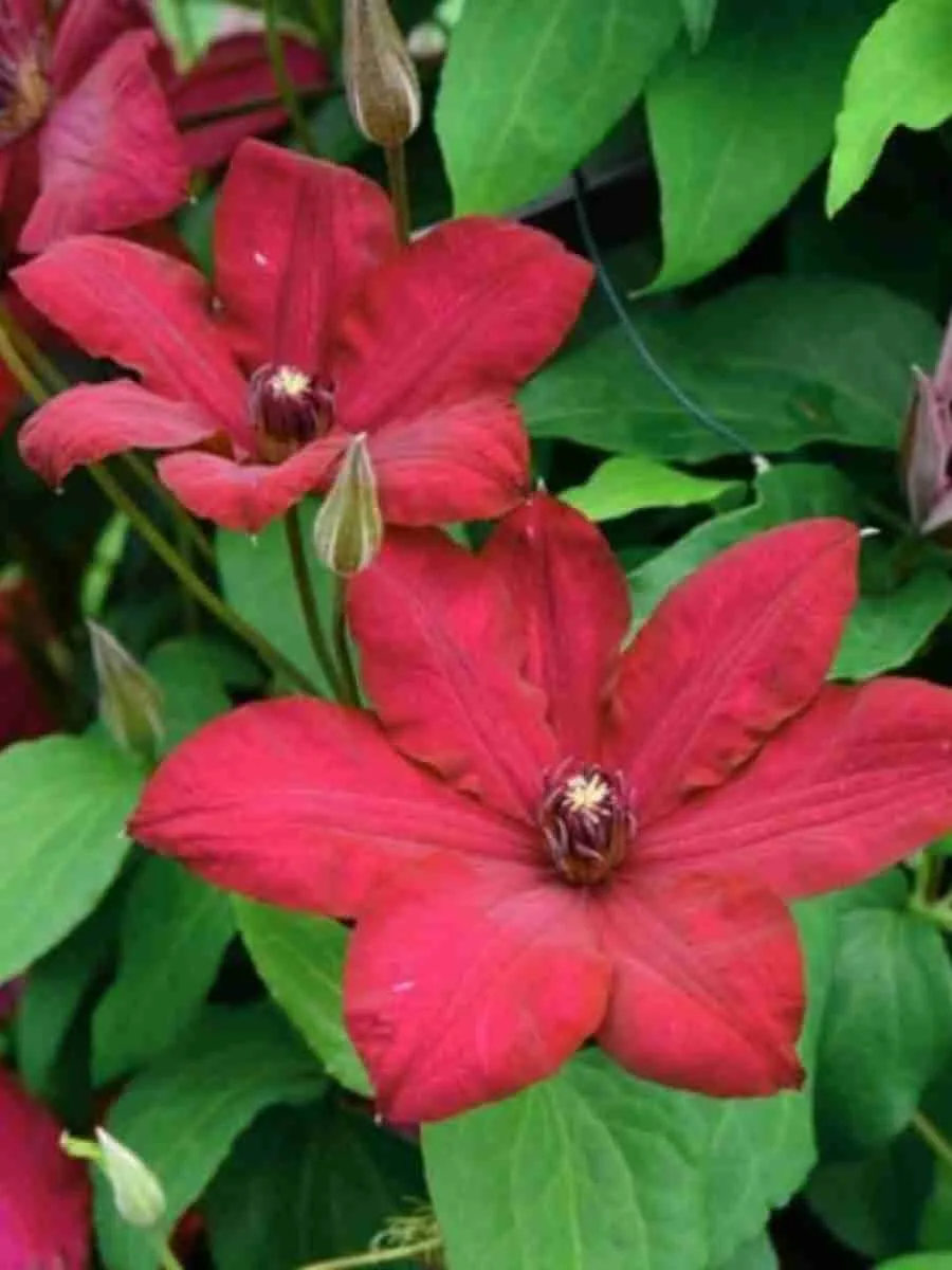 Клематис Solidarnosc Клематис Solidarnosc