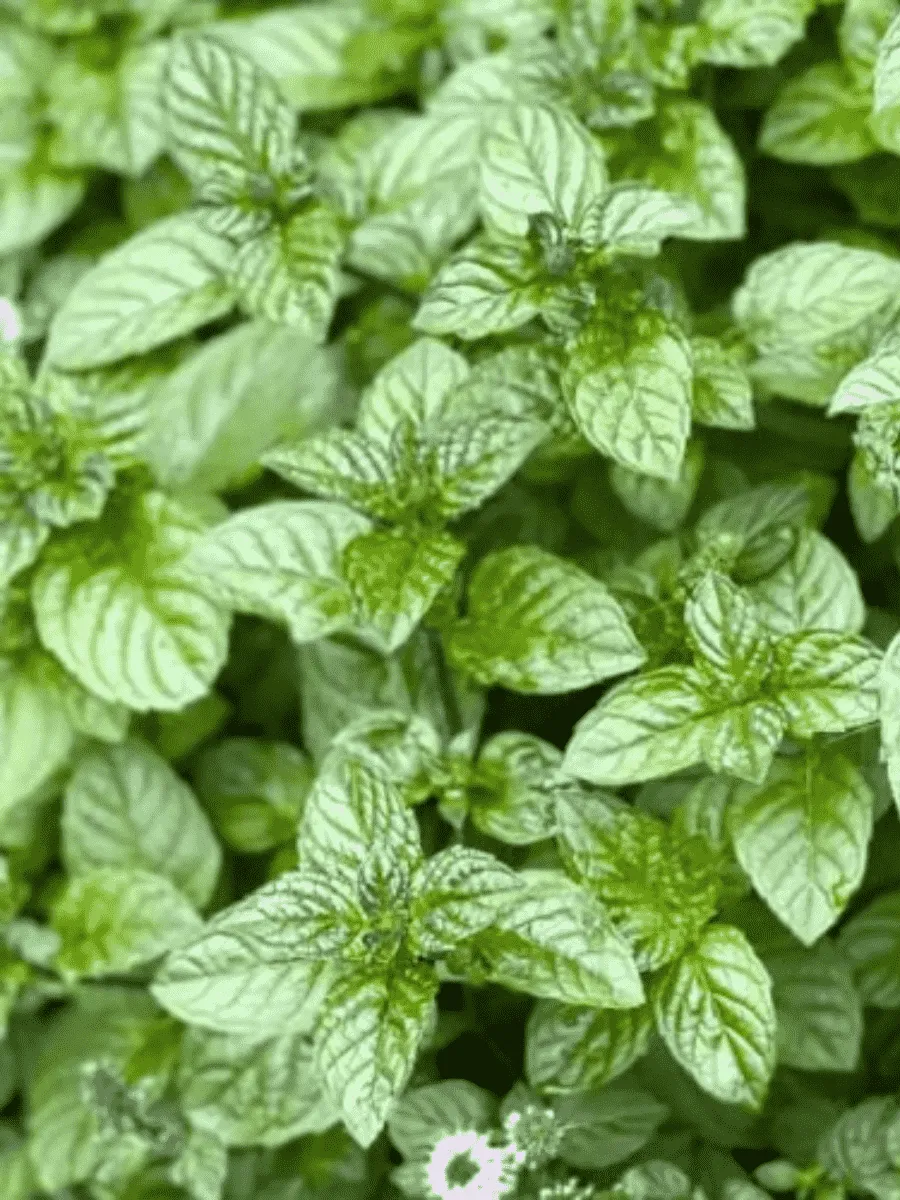 Мята Berries and Cream