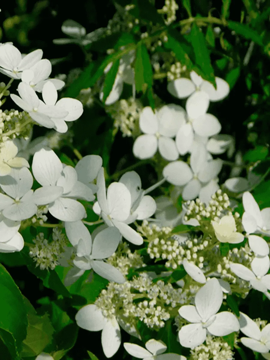 Гортензия метельчатая Magical Starlight