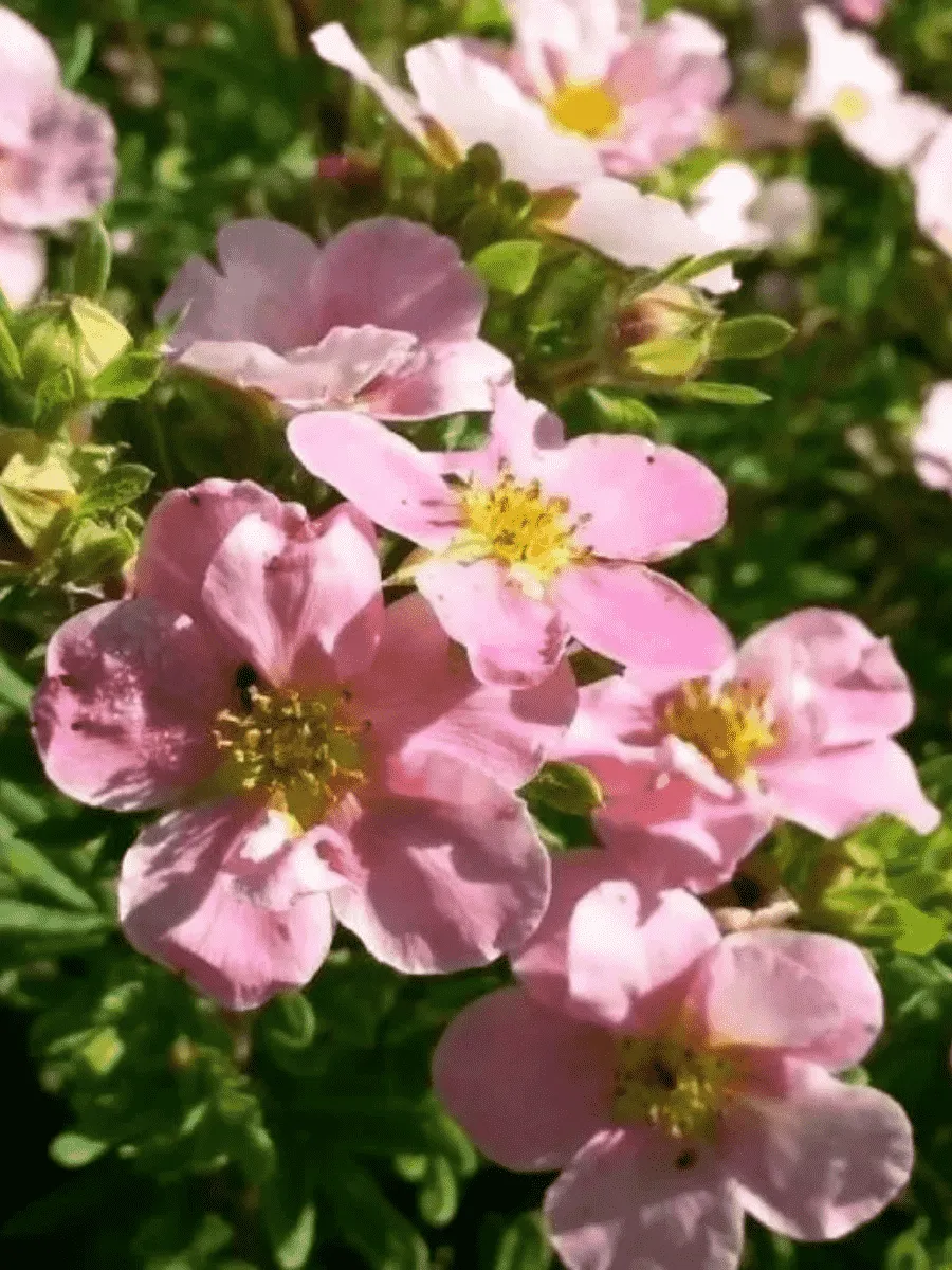 Лапчатка кустарниковая Princess