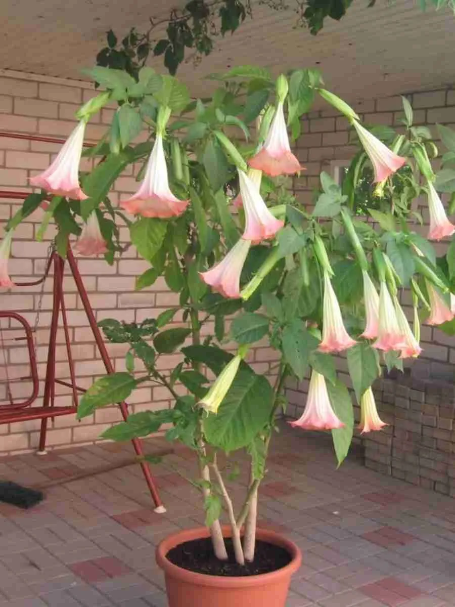 Бругмансия roze