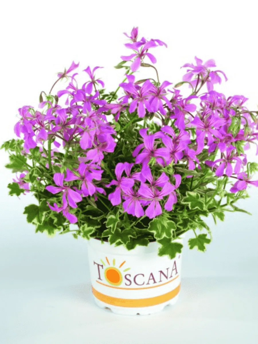 Пеларгония плющелистная Toscana Francis Parmeter Пеларгония плющелистная Toscana Francis Parmeter