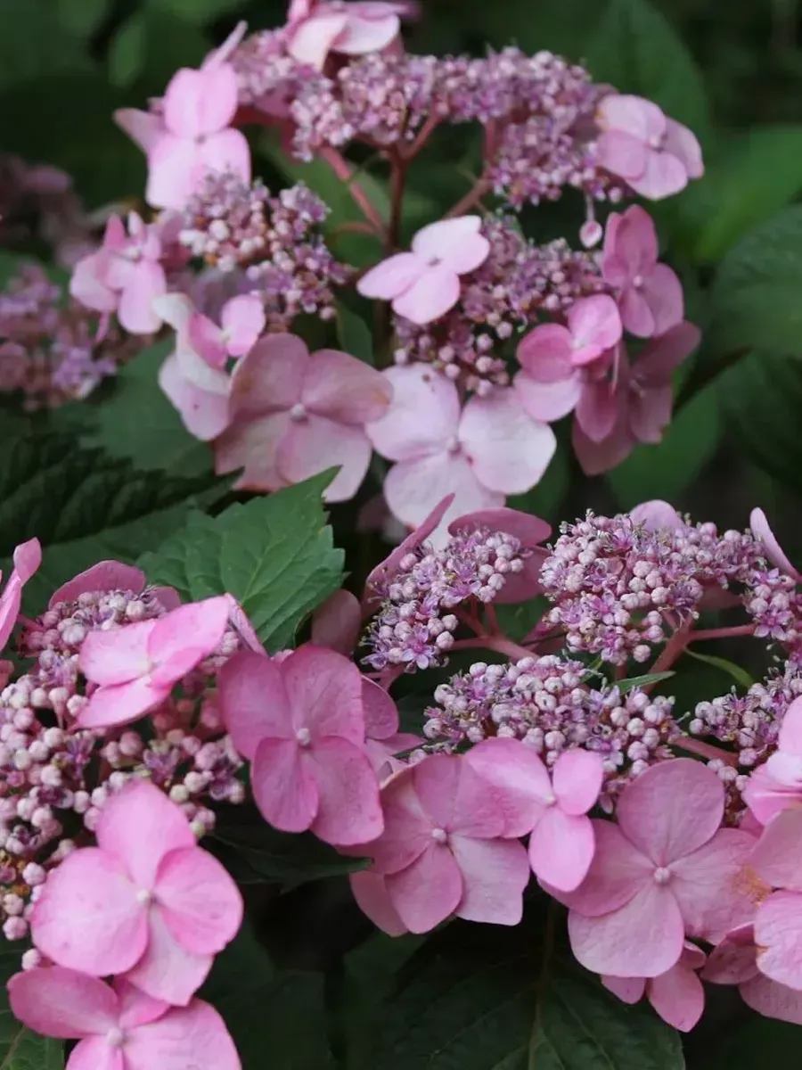 Гортензия крупнолистная Twist-n-Shout