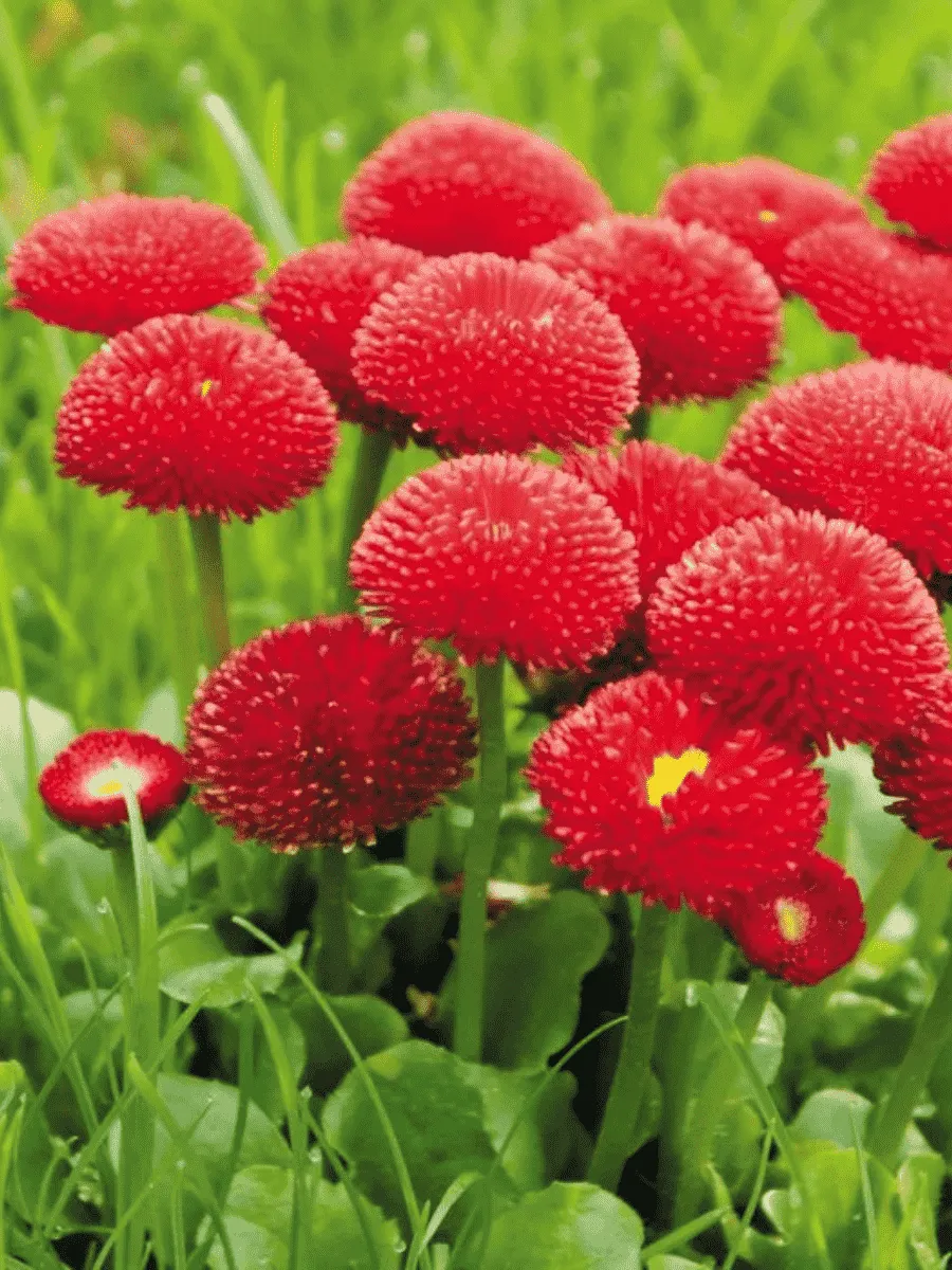 Маргаритка многолетняя Tasso Red