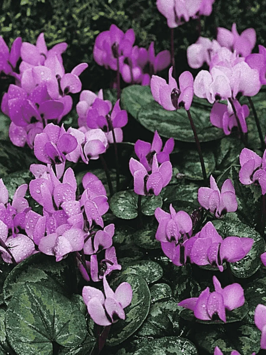 Цикламен косский Icebrake Цикламен косский Icebrake